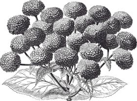 线描植物