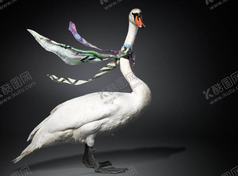 编号：41271709122120119351【酷图网】源文件下载-天鹅