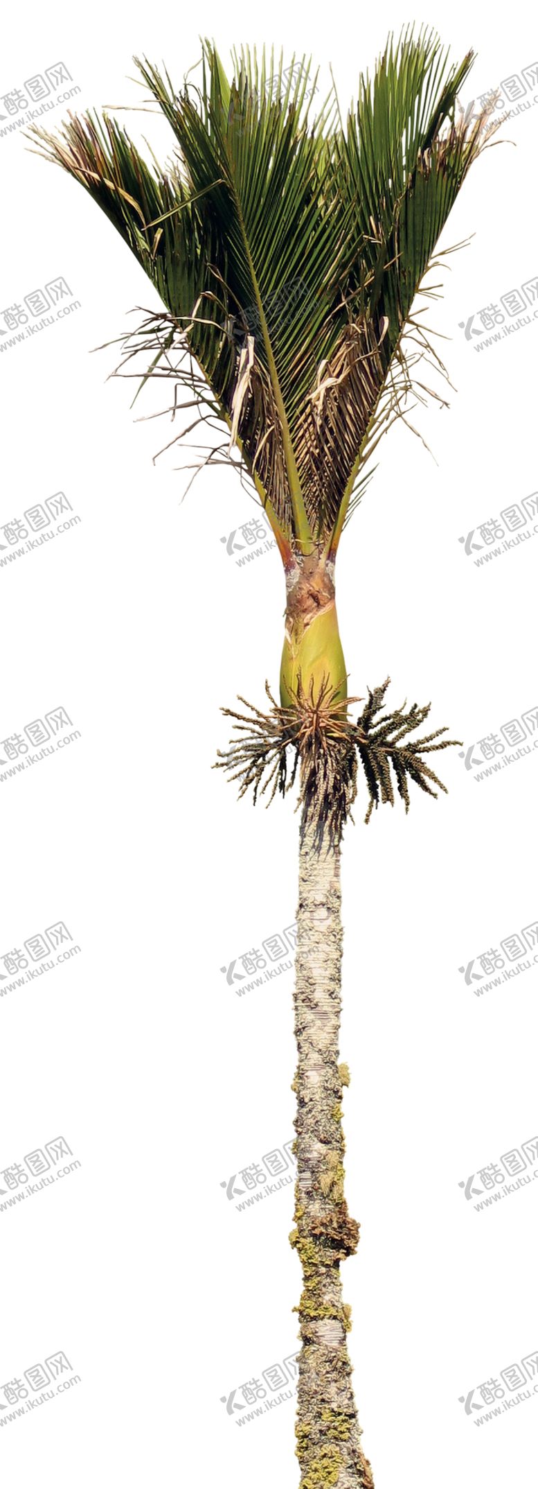 编号：87317410080623032910【酷图网】源文件下载-免扣植物树木素材