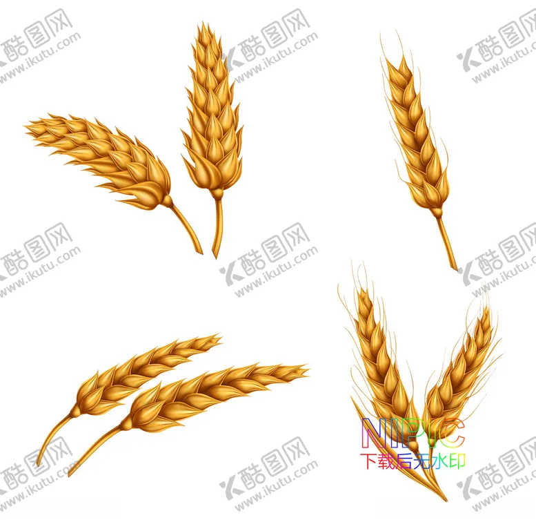 编号：19591204071729447122【酷图网】源文件下载-麦穗