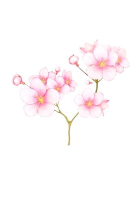 赏菊花朵传统国风海报素材