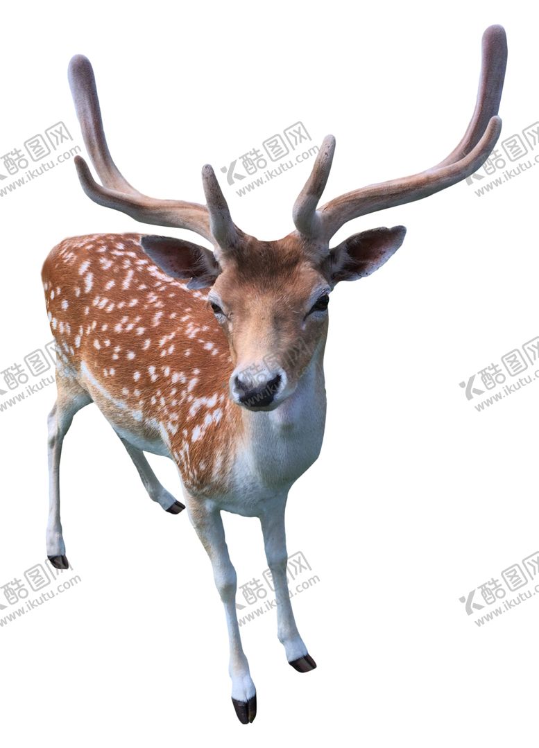 编号：52497001190004106740【酷图网】源文件下载-鹿