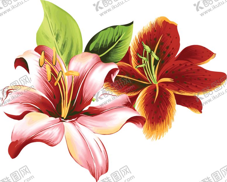 编号：43511409240731505594【酷图网】源文件下载-百合