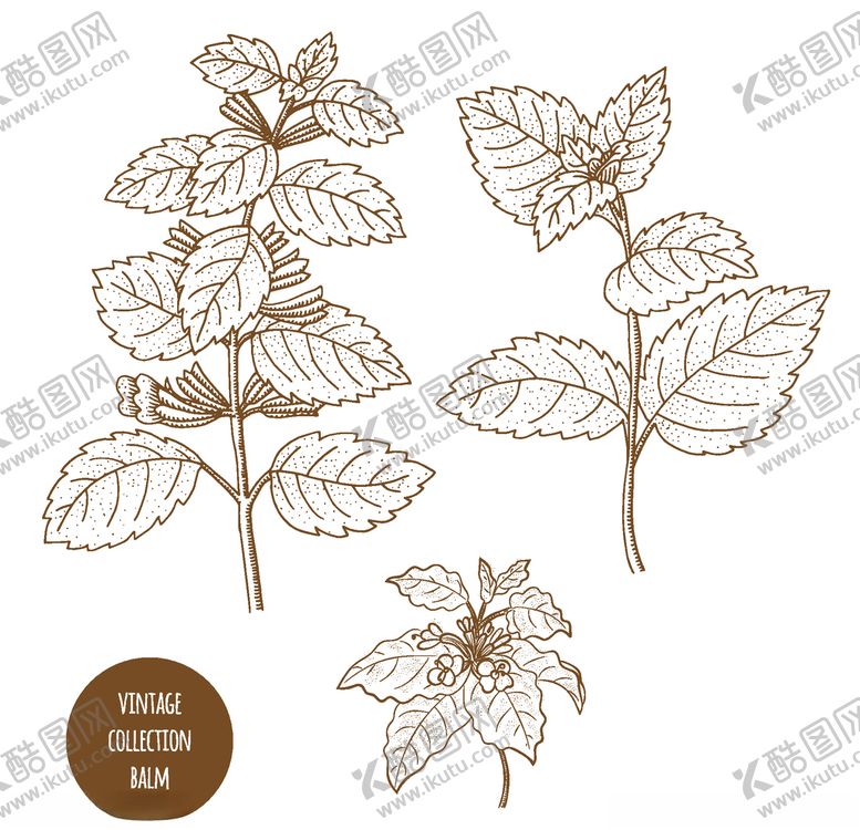 编号：39944810232115565379【酷图网】源文件下载-植物线稿