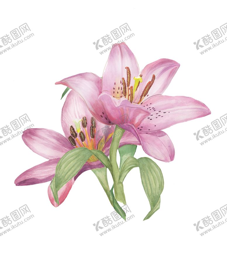 编号：68616509222022391597【酷图网】源文件下载-鲜花素材