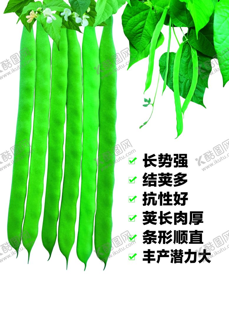 编号：69032801182120149548【酷图网】源文件下载-绿扁豆绿芸豆