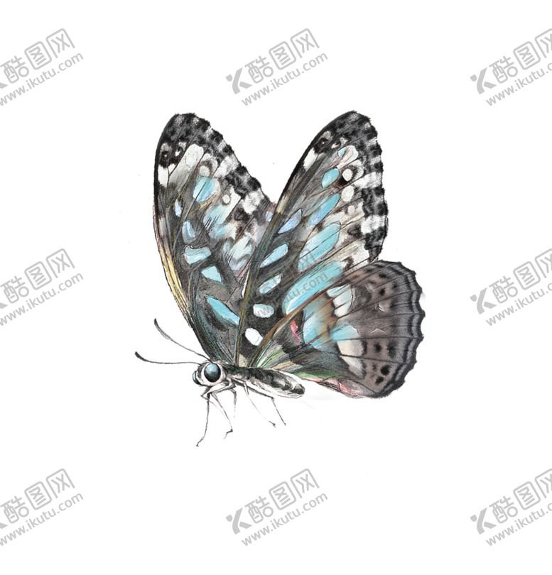 编号：13020207082059336194【酷图网】源文件下载-水彩绘画浪漫花朵