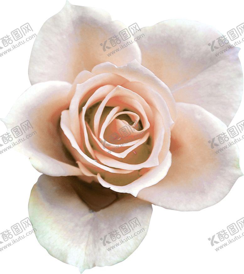 编号：54910809291406117824【酷图网】源文件下载-欧式复古花朵装饰