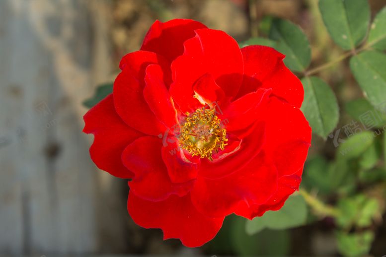 编号：98073509280630412882【酷图网】源文件下载-月季