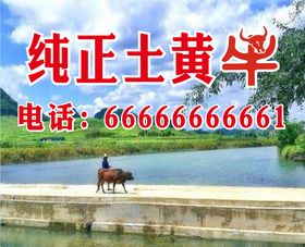 纯正土黄牛黄牛肉黄牛养殖