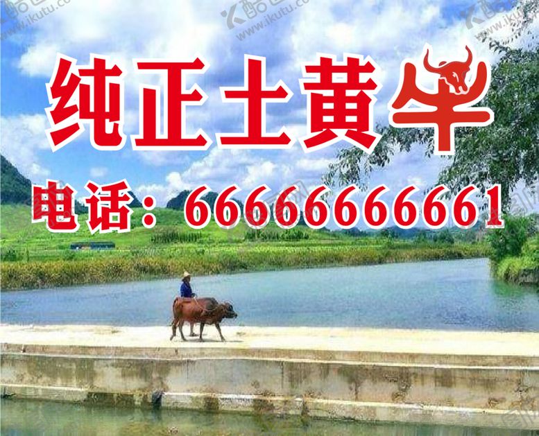 编号：97994207040319129162【酷图网】源文件下载-纯正土黄牛黄牛肉黄牛养殖