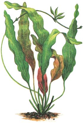 免扣水生植物素材图片