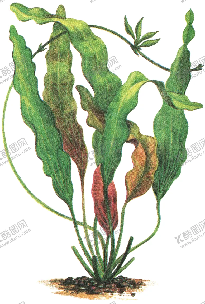 编号：29899106261148579107【酷图网】源文件下载-免扣水生植物素材图片