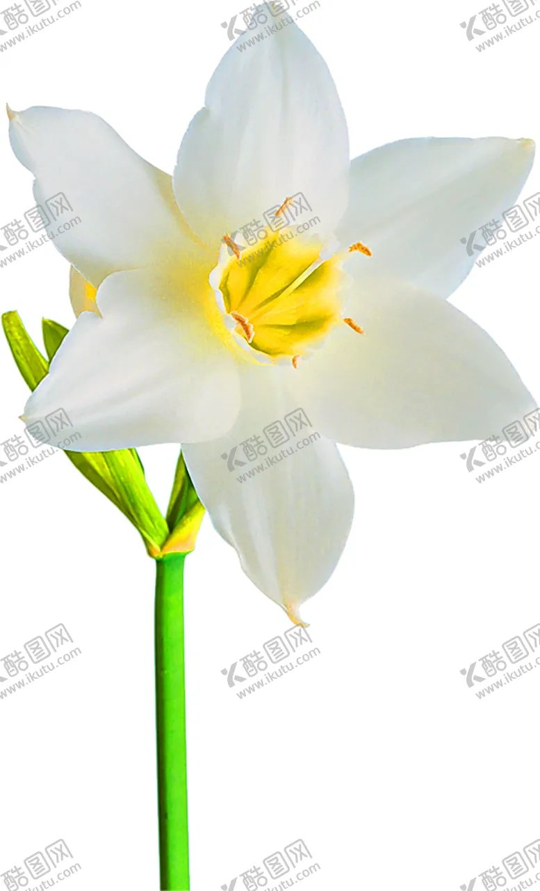 编号：26351806231905098880【酷图网】源文件下载-鲜花装饰