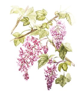植物花朵绘画素材