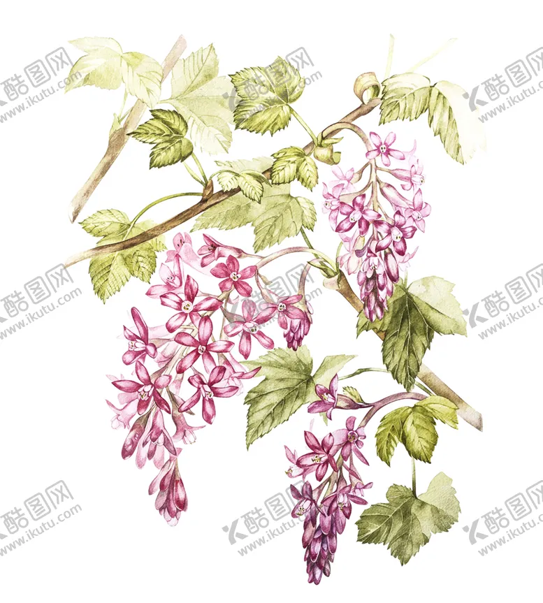 编号：38910807020517227963【酷图网】源文件下载-多肉植物花朵绘画素材