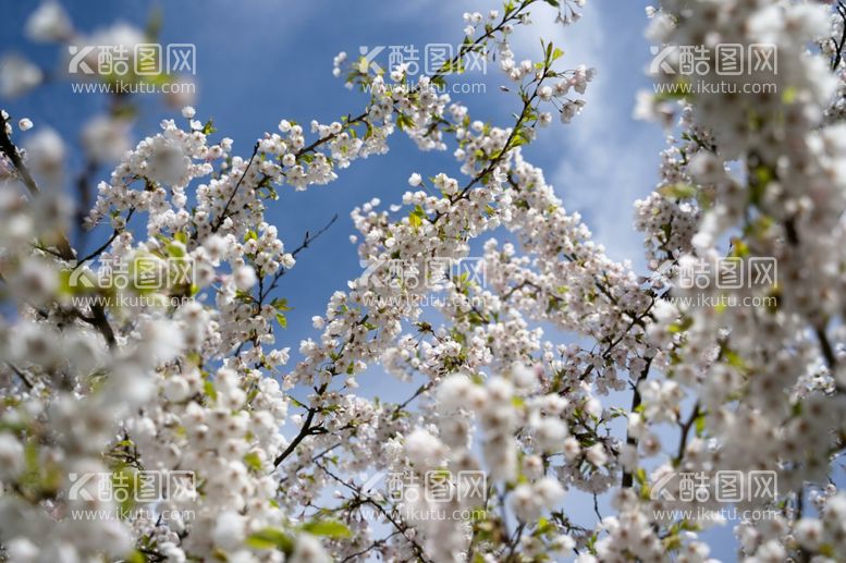 编号：18953212191607578772【酷图网】源文件下载-樱花