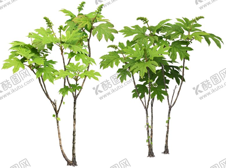 编号：26001907040644368295【酷图网】源文件下载-植物