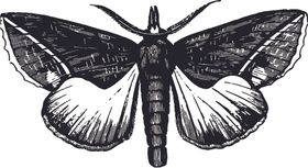 自然昆虫标本插画