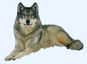 狼