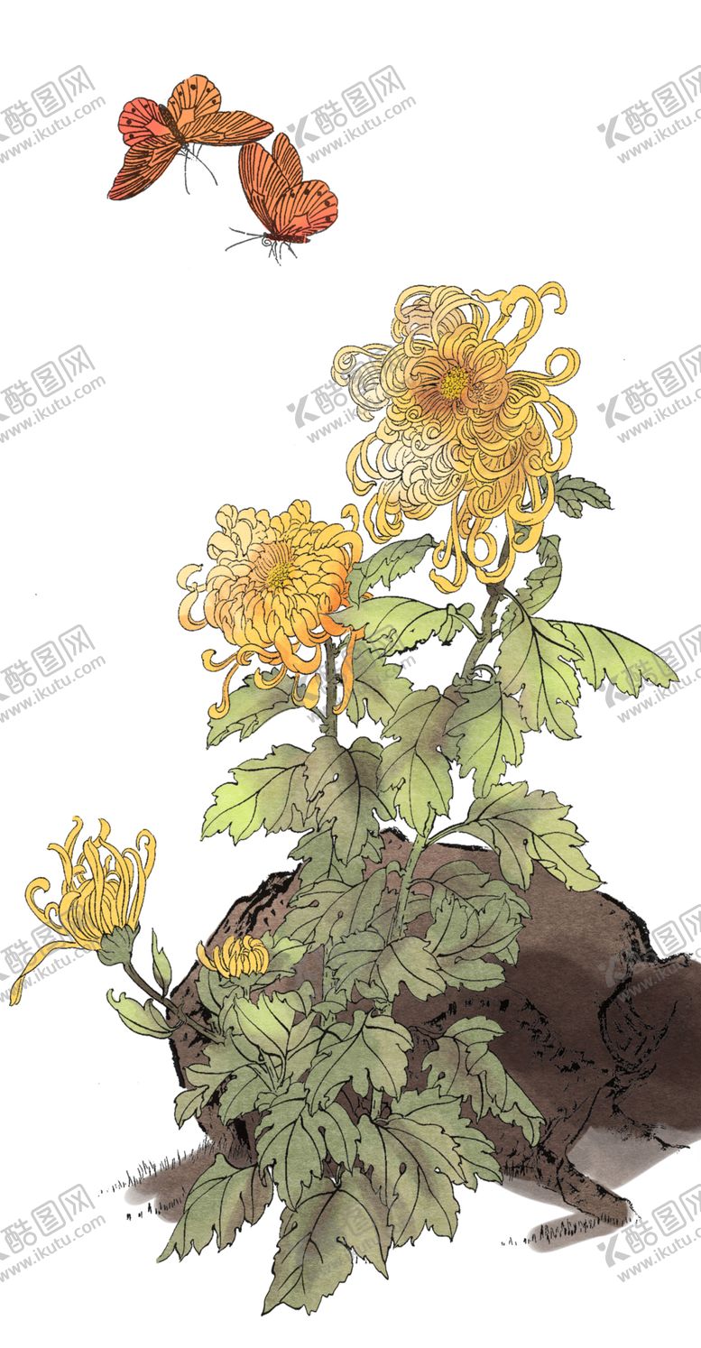 编号：97086607010436222254【酷图网】源文件下载-菊花素材