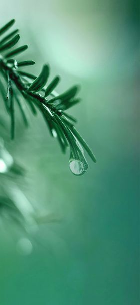 中国传统二十四节气谷雨清明春芽