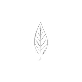 手绘植物叶片