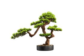 古树摆件松树