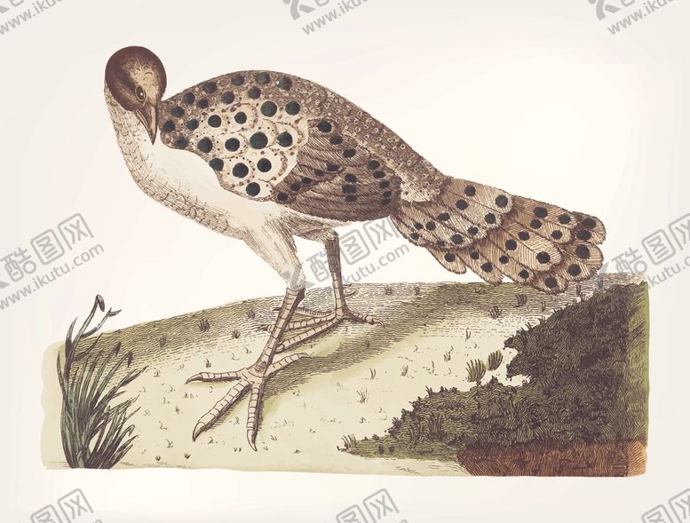 编号：89174010031601261309【酷图网】源文件下载-鸟类