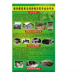 傈家黑乌鸡养殖合作社简介