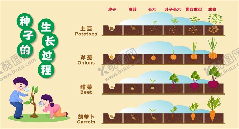 编号：54913609191747345348【酷图网】源文件下载-种子的生长过程