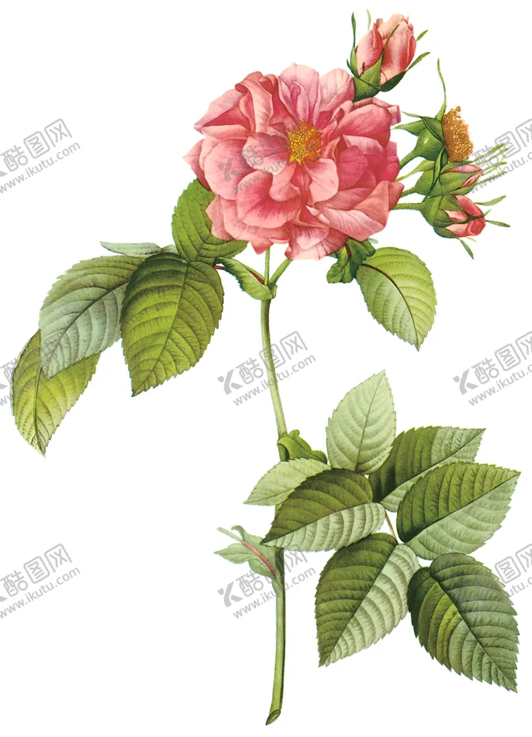 编号：21847010171035527869【酷图网】源文件下载-植物花卉油画装饰画