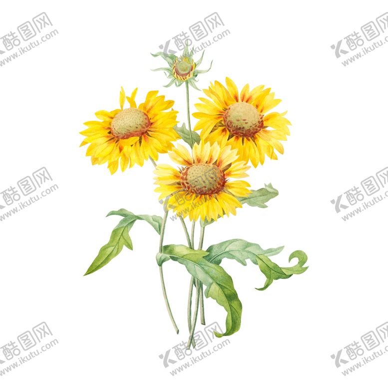 编号：82972105190039257777【酷图网】源文件下载-花卉插图
