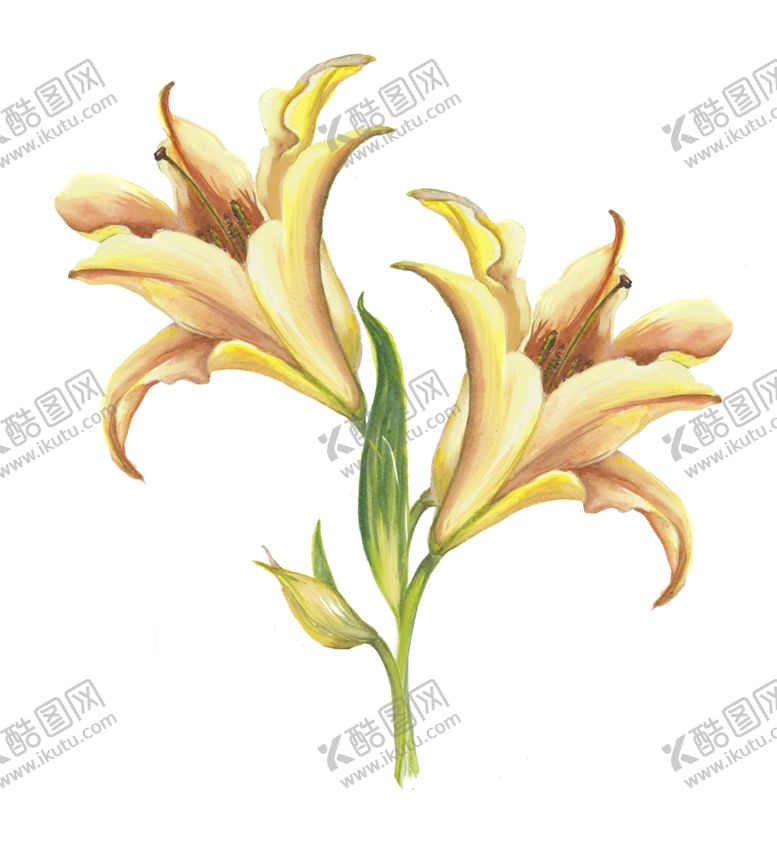 编号：74210909302245236154【酷图网】源文件下载-水彩绘画浪漫花朵