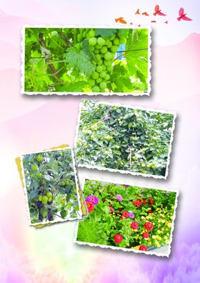 照片版式
