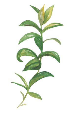 水彩植物花朵图案