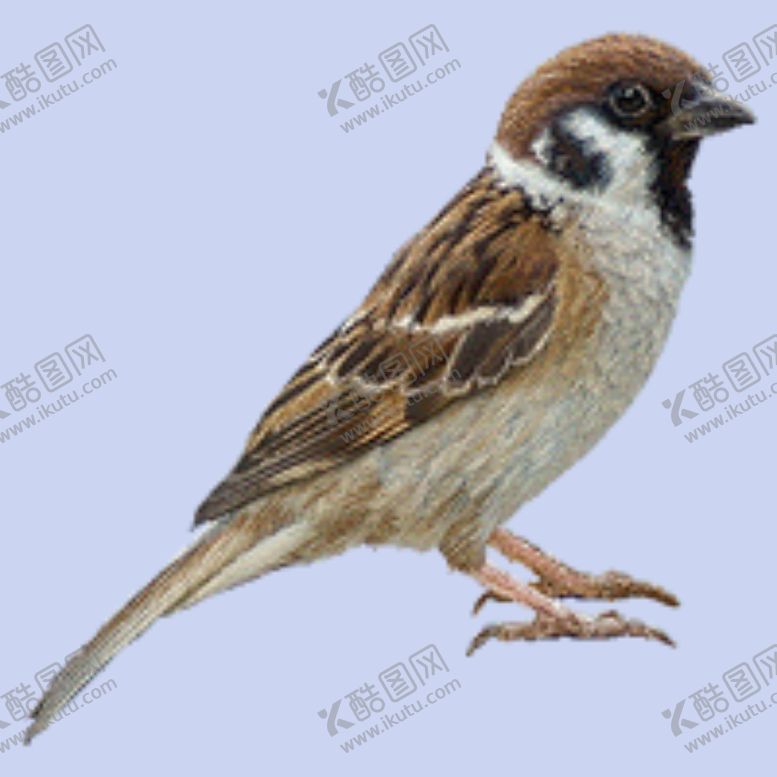 编号：35624212100119353981【酷图网】源文件下载-小鸟