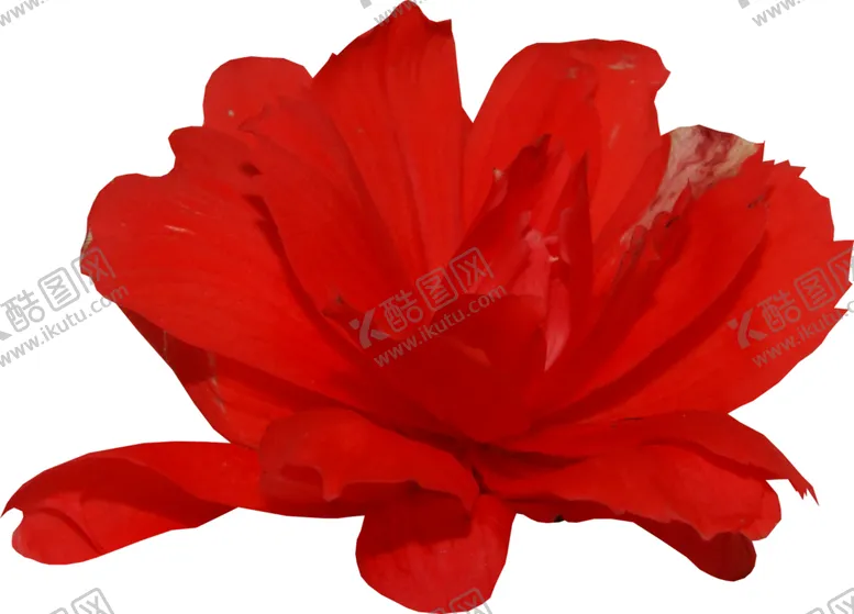 编号：20623307011255079570【酷图网】源文件下载-鲜花素材