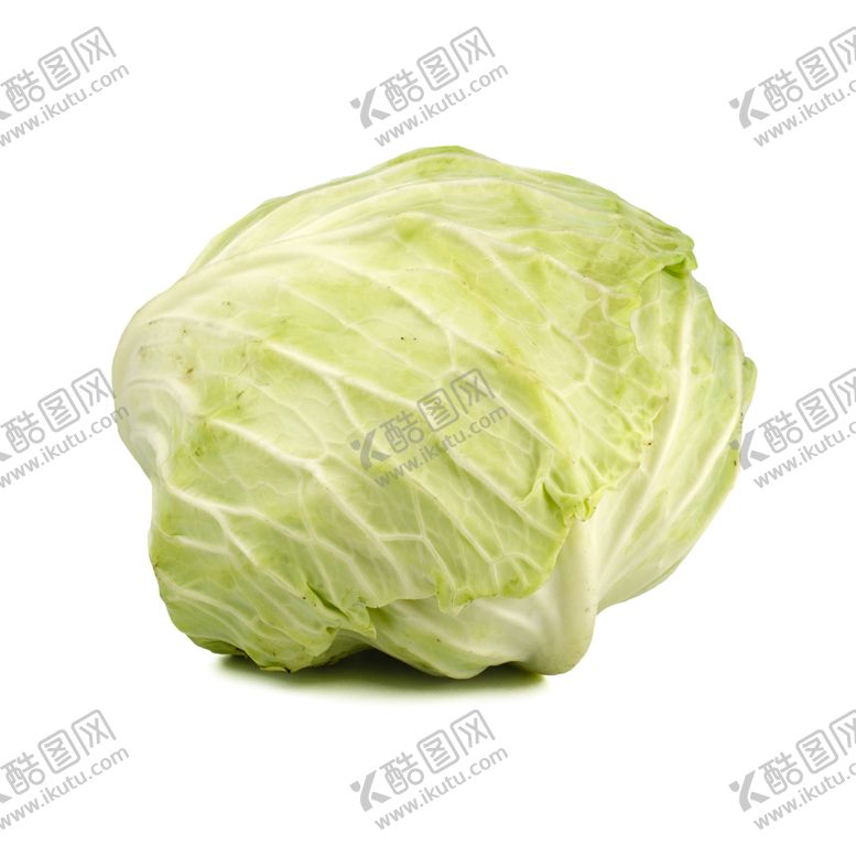 编号：65018610140507379143【酷图网】源文件下载-卷心菜