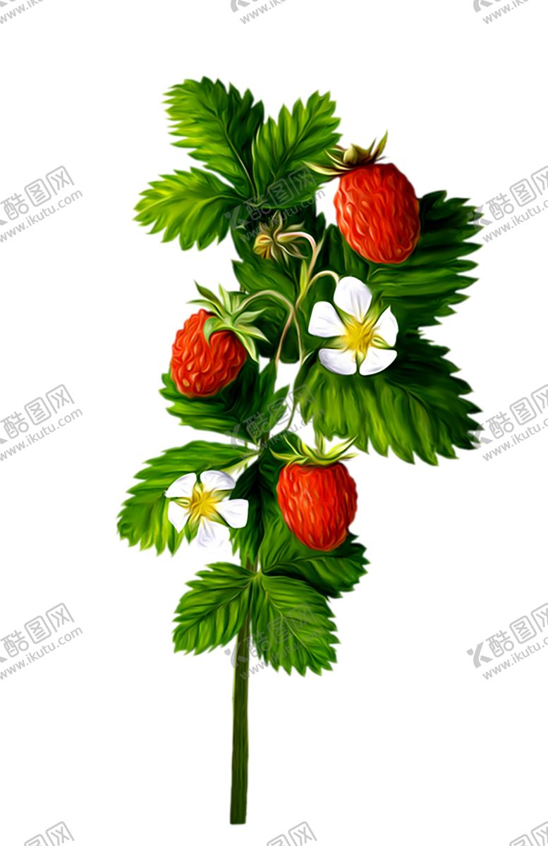 编号：33592209252251405732【酷图网】源文件下载-水果