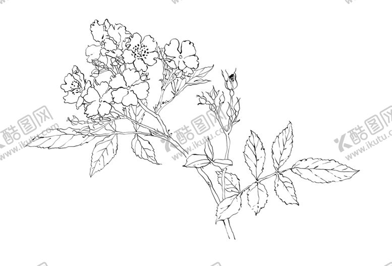 编号：78044610051528253728【酷图网】源文件下载-工笔花卉