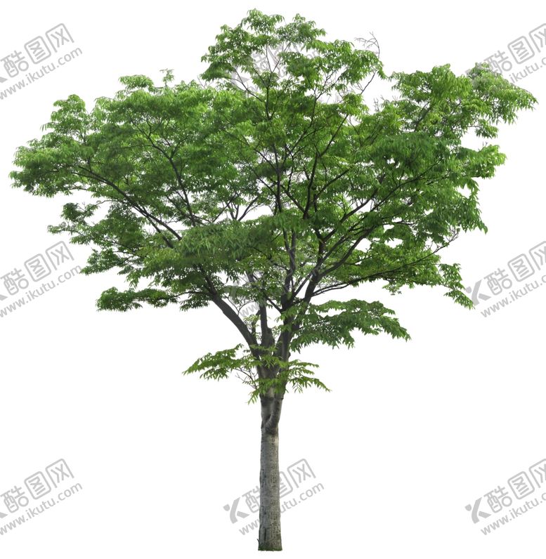 编号：67703106250630091398【酷图网】源文件下载-免扣植物树木素材图片