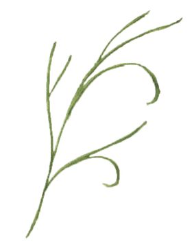 手绘植物花卉