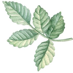 手绘植物