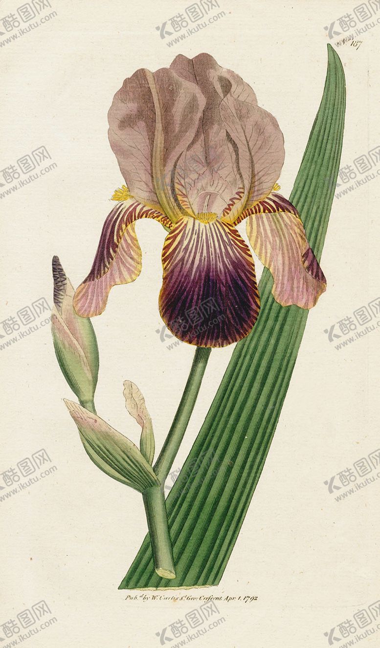 编号：30544709160428012156【酷图网】源文件下载-欧式复古色调花朵植物