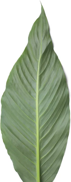 树叶装饰木植物子