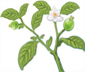 药材叶