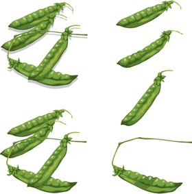 豌豆