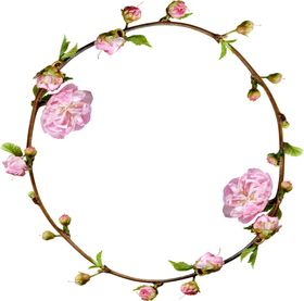 花图片
