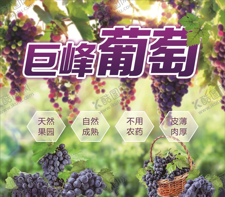 编号：32475409121707348772【酷图网】源文件下载-巨峰葡萄